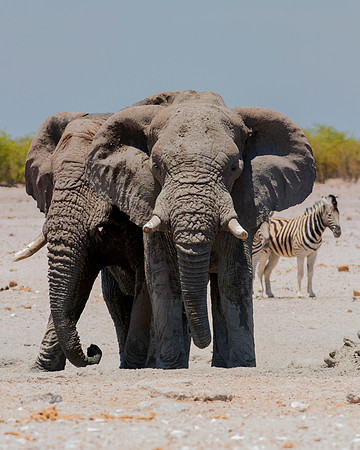Africa, Africa, Africa, Botswana, Botswana, Chobe, Dumbo, India, Kenya, Kenya, Mara, Masai, Moremi, Namibia, Namibia, Savuti, South, South, Tanzania, Tanzania, Zambia, Zimbabwe, black, "black & white"