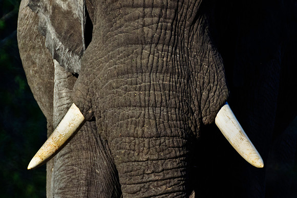 Africa, Botswana, Chobe, Dumbo, Kenya, "Masai Mara", Moremi, Namibia, Savuti, "South Africa", Tanzania, ears, elephant, "illegal trade", ivory, jungle, poaching, safari, savanna, trunk, tusk,India, Ta