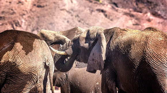 Desert Elephants