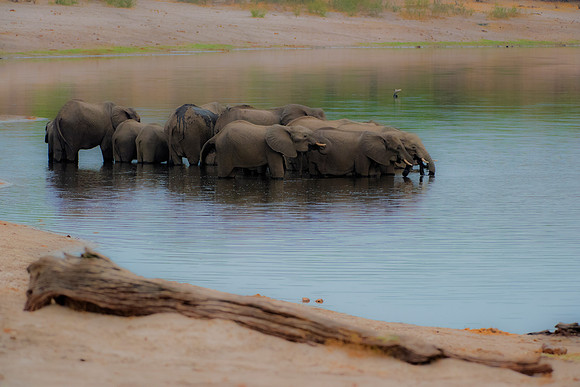 Africa, Africa, Africa, Botswana, Botswana, Chobe, Dumbo, India, Kenya, Kenya, Mara, Masai, Moremi, Namibia, Namibia, Savuti, South, South, Tanzania, Tanzania, Zambia, Zimbabwe, black, "black & white"