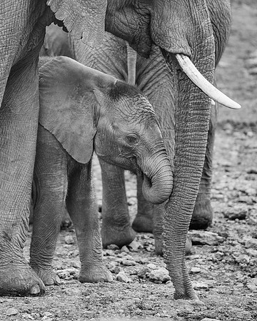 Bertazzoni, Botswana, Chobe, Dumbo, India, Kenya, Mara, Masai, Moremi, Namibia, Namibia, Savuti, "South Africa", Tanzania, Zambia, Zimbabwe, baby, ears, elephant, frica, illegal, ivory, jungle, pack,