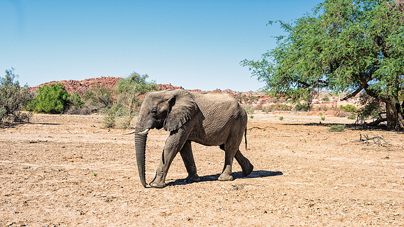 Desert Elephant