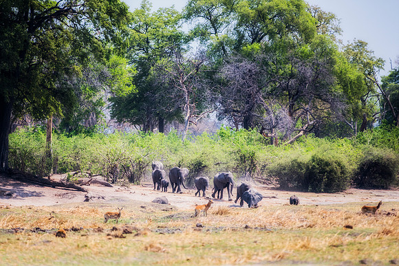 Africa, Africa, Africa, Botswana, Botswana, Chobe, Dumbo, India, Kenya, Kenya, Mara, Masai, Moremi, Namibia, Namibia, Savuti, South, South, Tanzania, Tanzania, Zambia, Zimbabwe, black, "black & white"