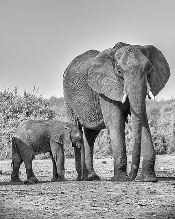 Africa, Africa, Africa, Botswana, Botswana, Chobe, Dumbo, India, Kenya, Kenya, Mara, Masai, Moremi, Namibia, Namibia, Savuti, South, South, Tanzania, Tanzania, Zambia, Zimbabwe, black, "black & white"