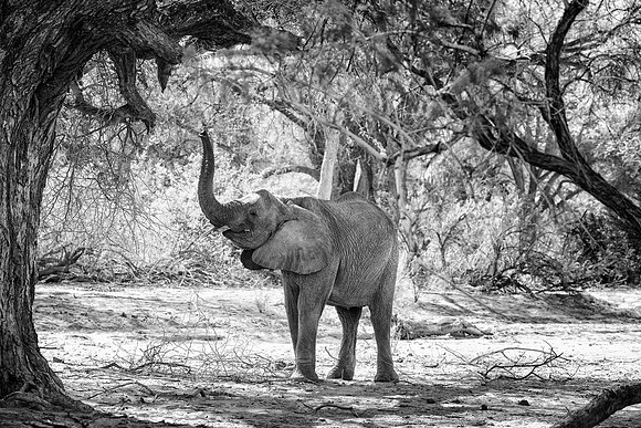 Desert Elephant