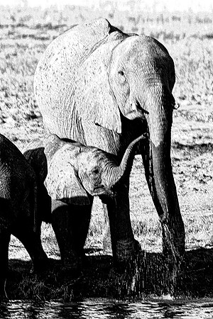 refreshment, Africa, Botswana, India, Kenya, artistic, bertazzoni, "black & white", details, ears, elephant, ivory, mouth, nature, poaching, safari, tusks, Zambia, Zimbabwe, "South Africa", Namibia, B