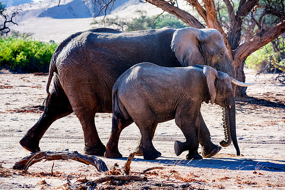 Desert Elephants