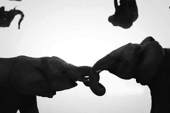 Africa, Bertazzoni, Botswana, Chobe, Dumbo, India, Kenya, Mara, Masai, Moremi, Namibia, Namibia, Savuti, "South Africa", Tanzania, Zambia, Zimbabwe, baby, "black & white", ears, elephant, illegal, ivo