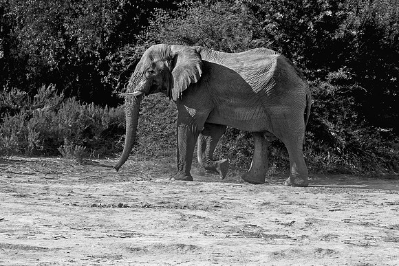 Bertazzoni, Botswana, Chobe, Dumbo, India, Kenya, Mara, Masai, Moremi, Namibia, Namibia, Savuti, "South Africa", Tanzania, Zambia, Zimbabwe, baby, "black & white", ears, elephant, Africa, illegal, ivo