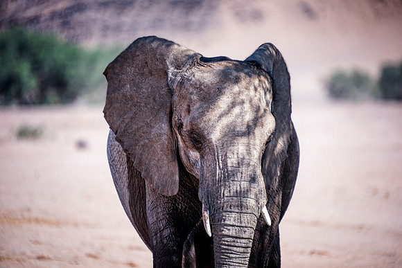 Desert Elephant