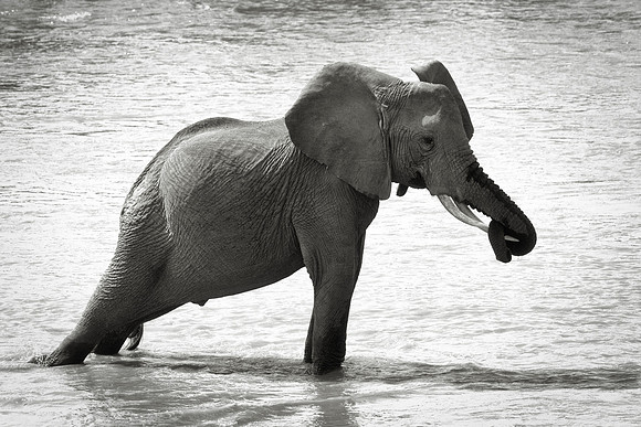 Africa, Bertazzoni, Botswana, Chobe, Dumbo, India, Kenya, Mara, Masai, Moremi, Namibia, Namibia, Savuti, "South Africa", Tanzania, Zambia, Zimbabwe, baby, "black & white", ears, elephant, illegal, ivo