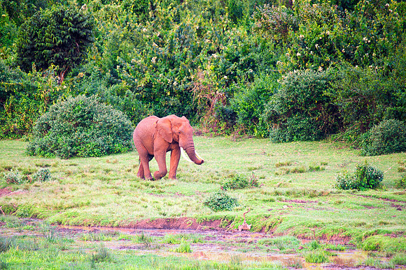 Bertazzoni, Botswana, Chobe, Dumbo, India, Kenya, Mara, Masai, Moremi, Namibia, Namibia, Savuti, "South Africa", Tanzania, Zambia, Zimbabwe, baby, ears, elephant, frica, illegal, ivory, jungle, pack,