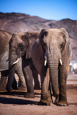 Desert Elephants