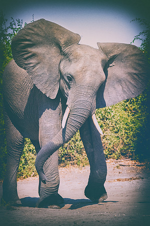 Africa, Africa, Africa, Botswana, Botswana, Chobe, Dumbo, India, Kenya, Kenya, Mara, Masai, Moremi, Namibia, Namibia, Savuti, South, South, Tanzania, Tanzania, Zambia, Zimbabwe, black, "black & white"
