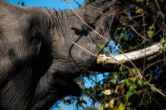Africa, Africa, Africa, Botswana, Botswana, Chobe, Dumbo, India, Kenya, Kenya, Mara, Masai, Moremi, Namibia, Namibia, Savuti, "South Africa", "baby elephant" Tanzania, Tanzania, Zambia, Zimbabwe, ears