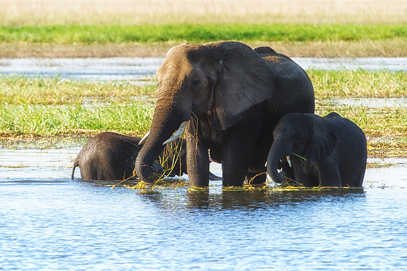 Africa, Africa, Africa, Botswana, Botswana, Chobe, Dumbo, India, Kenya, Kenya, Mara, Masai, Moremi, Namibia, Namibia, Savuti, South, South, Tanzania, Tanzania, Zambia, Zimbabwe, ears, elephant, elepha