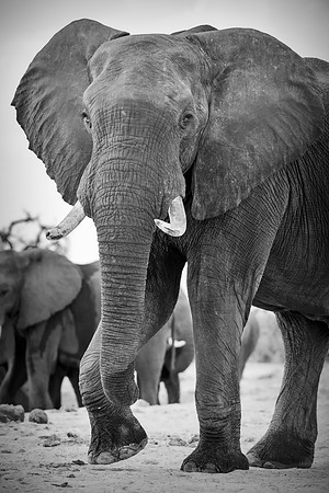 Africa, Africa, Africa, Botswana, Botswana, Chobe, Dumbo, India, Kenya, Kenya, Mara, Masai, Moremi, Namibia, Namibia, Savuti, South, South, Tanzania, Tanzania, Zambia, Zimbabwe, black, "black & white"