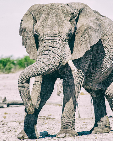 Africa, Africa, Africa, Botswana, Botswana, Chobe, Dumbo, India, Kenya, Kenya, Mara, Masai, Moremi, Namibia, Namibia, Savuti, South, South, Tanzania, Tanzania, Zambia, Zimbabwe, black, "black & white"