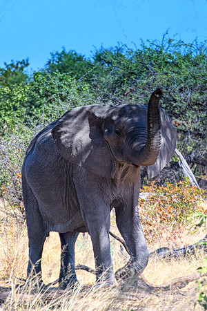 Africa, Botswana, Botswana, Chobe, Dumbo, India, Kenya, Kenya, Masai Mara, Moremi, Namibia, Namibia, Savuti, South Africa, South Africa, Tanzania, Tanzania, Zambia, Zimbabwe, ears, elephant, elephant,