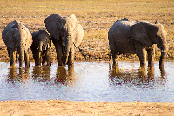 Africa, Botswana, Chobe, Dumbo, India, Kenya, Mara, Masai, Moremi, Namibia, Namibia, Savuti, "South Africa", Tanzania, Zambia, Zimbabwe, baby, bertazzoni, ears, elephant, elephant, elephant, illegal,