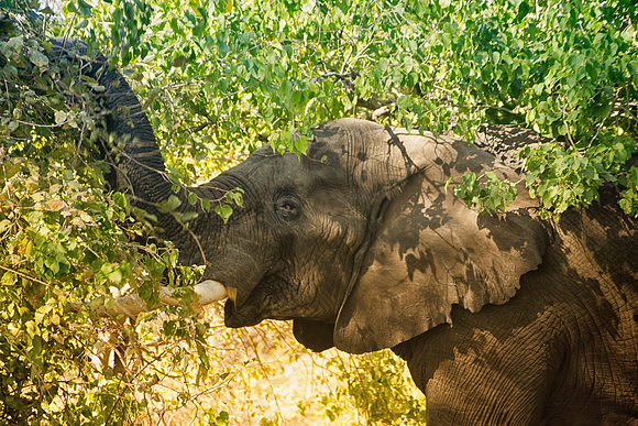 Africa, Botswana, Chobe, Dumbo, Kenya, "Masai Mara", Moremi, Namibia, Savuti, "South Africa", Tanzania, ears, elephant, "illegal trade", ivory, jungle, poaching, safari, savanna, trunk, tusk,India, Ta