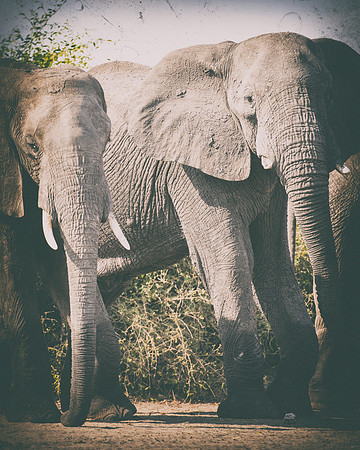 Africa, Africa, Africa, Botswana, Botswana, Chobe, Dumbo, India, Kenya, Kenya, Mara, Masai, Moremi, Namibia, Namibia, Savuti, South, South, Tanzania, Tanzania, Zambia, Zimbabwe, black, "black & white"