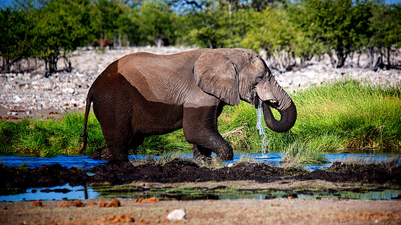 Bull Elephant - Etosha