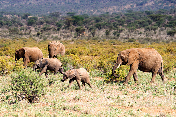 Africa, Bertazzoni, Botswana, Chobe, Dumbo, India, Kenya, Mara, Masai, Moremi, Namibia, Namibia, Savuti, "South Africa", Tanzania, Zambia, Zimbabwe, baby, "black & white", ears, elephant, illegal, ivo