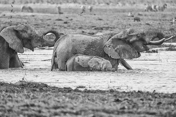 Africa, Africa, Africa, Botswana, Botswana, Chobe, Dumbo, India, Kenya, Kenya, Mara, Masai, Moremi, Namibia, Namibia, Savuti, South, South, Tanzania, Tanzania, Zambia, Zimbabwe, black, "black & white"