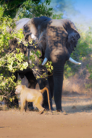 Africa, Botswana, Chobe, Dumbo, Kenya, "Masai Mara", Moremi, Namibia, Savuti, "South Africa", Tanzania, ears, elephant, "illegal trade", ivory, jungle, poaching, safari, savanna, trunk, tusk,India, Ta