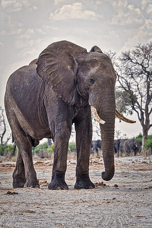 Africa, Africa, Africa, Botswana, Botswana, Chobe, Dumbo, India, Kenya, Kenya, Mara, Masai, Moremi, Namibia, Namibia, Savuti, South, South, Tanzania, Tanzania, Zambia, Zimbabwe, black, "black & white"