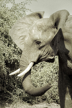 Africa, Africa, Africa, Botswana, Botswana, Chobe, Dumbo, India, Kenya, Kenya, Mara, Masai, Moremi, Namibia, Namibia, Savuti, South, South, Tanzania, Tanzania, Zambia, Zimbabwe, black, "black & white"