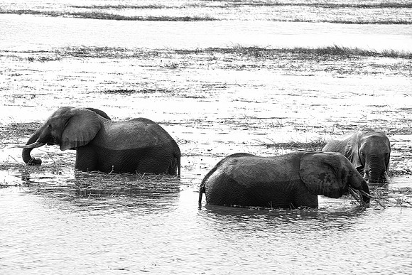 "black & white", Africa, Africa, Africa, Botswana, Botswana, Chobe, Dumbo, India, Kenya, Kenya, Mara, Masai, Moremi, Namibia, Namibia, Savuti, South, South, Tanzania, Tanzania, Zambia, Zimbabwe, black