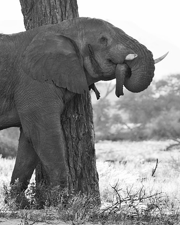 Bertazzoni, Botswana, Chobe, Dumbo, India, Kenya, Mara, Masai, Moremi, Namibia, Namibia, Savuti, "South Africa", Tanzania, Zambia, Zimbabwe, baby, "desert elephants in the night", ears, elephant, fric