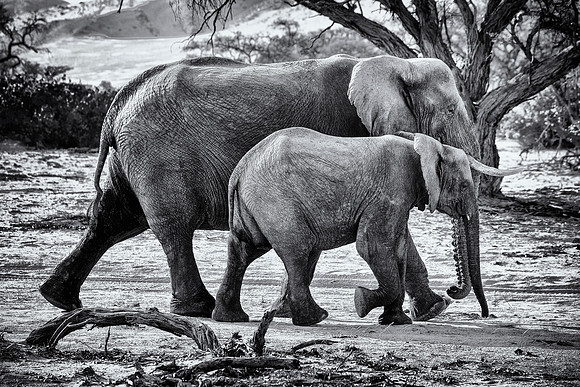 Desert Elephants
