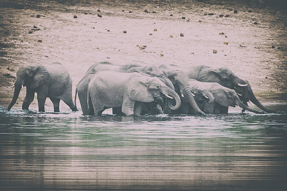 Africa, Africa, Africa, Botswana, Botswana, Chobe, Dumbo, India, Kenya, Kenya, Mara, Masai, Moremi, Namibia, Namibia, Savuti, South, South, Tanzania, Tanzania, Zambia, Zimbabwe, black, "black & white"