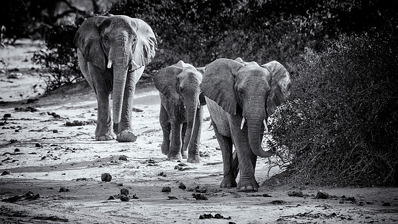 Desert Elephants