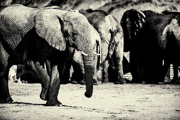 Desert Elephants