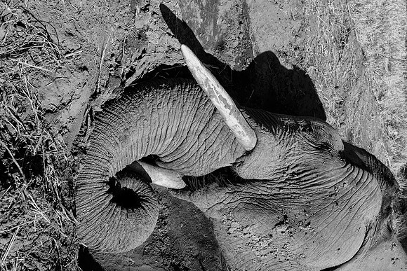 Africa, Botswana, India, Kenya, Namibia, Tanzania, artistic, bertazzoni, "black & white", dead elephant, elephant, leather, poaching, skin, trunk, tusks