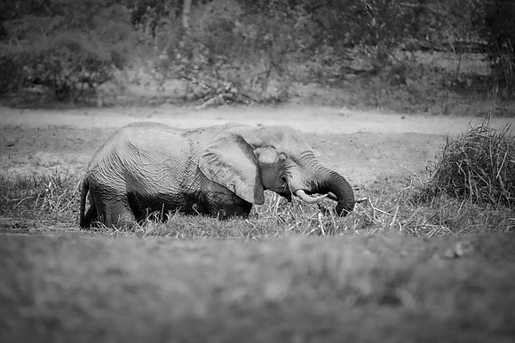 Africa, Africa, Africa, Botswana, Botswana, Chobe, Dumbo, India, Kenya, Kenya, Mara, Masai, Moremi, Namibia, Namibia, Savuti, South, South, Tanzania, Tanzania, Zambia, Zimbabwe, black, "black & white"