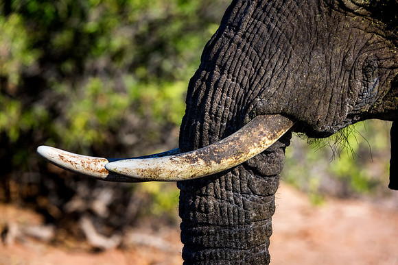 Tusks