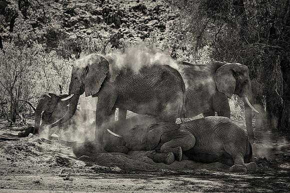 Desert Elephants