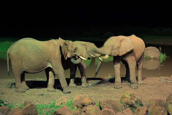 Africa, Bertazzoni, Botswana, Chobe, Dumbo, India, Kenya, Mara, Masai, Moremi, Namibia, Namibia, Savuti, "South Africa", Tanzania, Zambia, Zimbabwe, baby, "black & white", ears, elephant, illegal, ivo