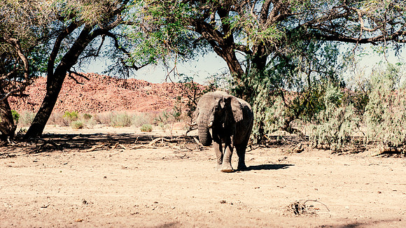 Desert Elephant