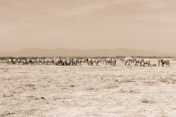 Africa, Bertazzoni, Botswana, Chobe, Dumbo, India, Kenya, Mara, Masai, Moremi, Namibia, Namibia, Savuti, "South Africa", Tanzania, Zambia, Zimbabwe, baby, "black & white", ears, elephant, illegal, ivo