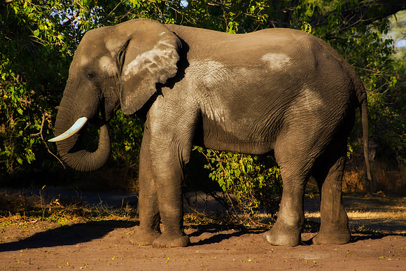 Africa, Botswana, Chobe, Dumbo, Kenya, "Masai Mara", Moremi, Namibia, Savuti, "South Africa", Tanzania, ears, elephant, "illegal trade", ivory, jungle, poaching, safari, savanna, trunk, tusk,India, Ta