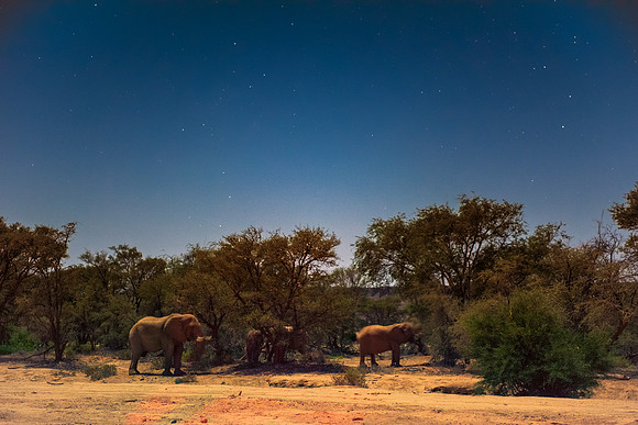 Bertazzoni, Botswana, Chobe, Dumbo, India, Kenya, Mara, Masai, Moremi, Namibia, Namibia, Savuti, "South Africa", Tanzania, Zambia, Zimbabwe, baby, "desert elephants in the night", ears, elephant, fric