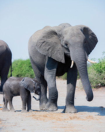 Africa, Africa, Africa, Botswana, Botswana, Chobe, Dumbo, India, Kenya, Kenya, Mara, Masai, Moremi, Namibia, Namibia, Savuti, South, South, Tanzania, Tanzania, Zambia, Zimbabwe, black, "black & white"
