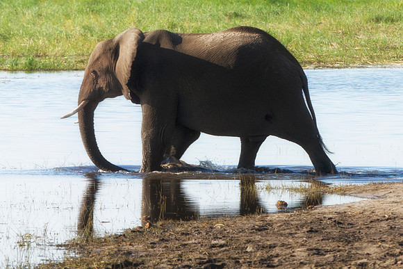 Africa, Africa, Africa, Botswana, Botswana, Chobe, Dumbo, India, Kenya, Kenya, Mara, Masai, Moremi, Namibia, Namibia, Savuti, South, South, Tanzania, Tanzania, Zambia, Zimbabwe, ears, elephant, elepha