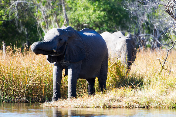 Africa, Africa, Africa, Botswana, Botswana, Chobe, Dumbo, India, Kenya, Kenya, Mara, Masai, Moremi, Namibia, Namibia, Savuti, South, South, Tanzania, Tanzania, Zambia, Zimbabwe, ears, elephant, elepha